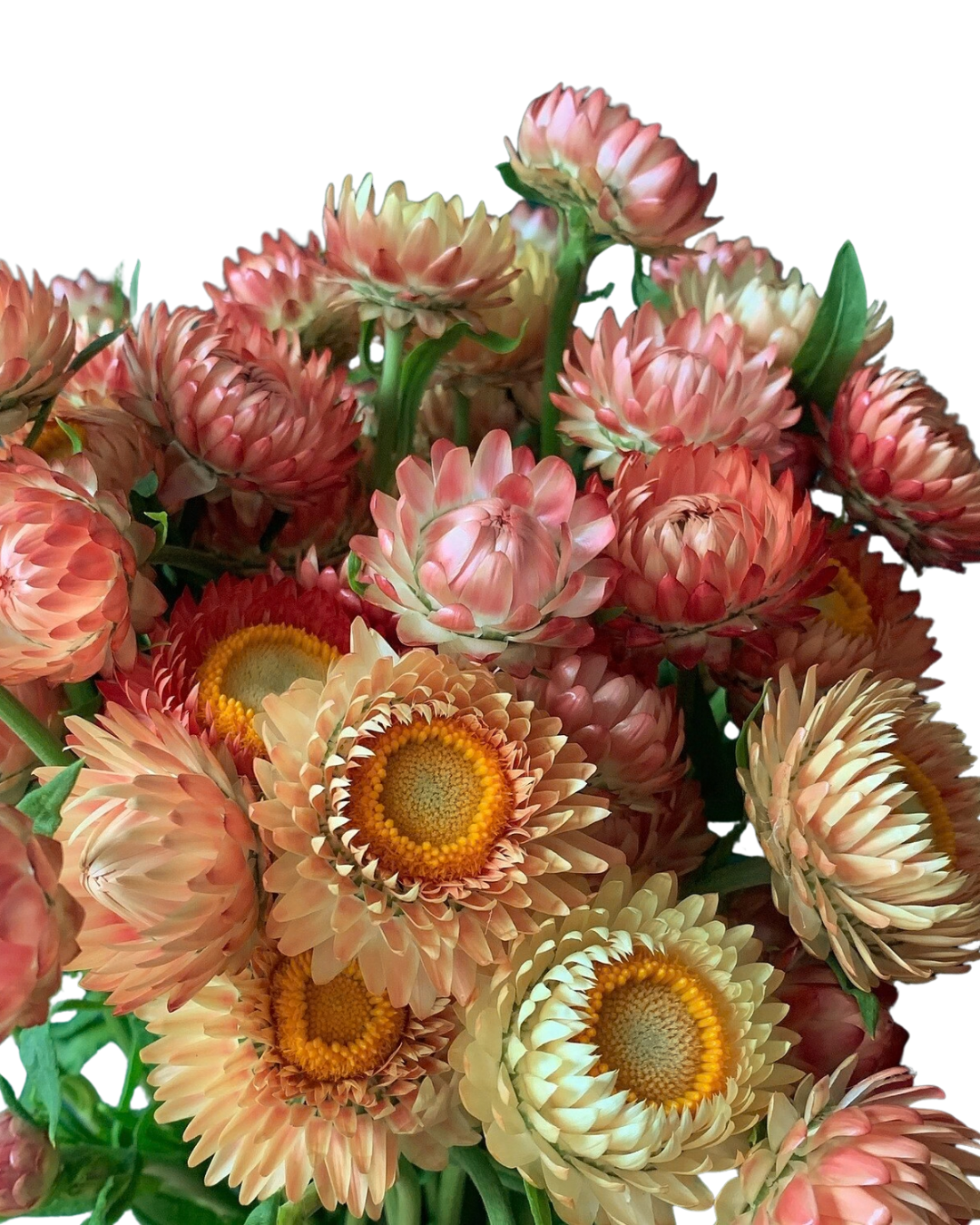 Strawflower 10 stems - Choose Your Color