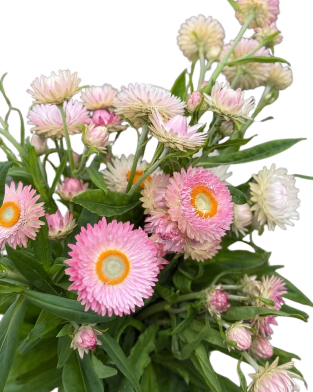 Strawflower 10 stems - Choose Your Color