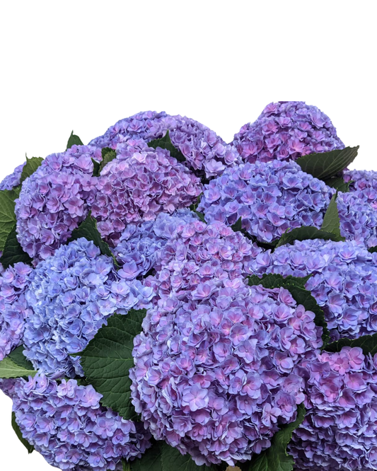 Hydrangea Locally Grown, Blue/Purple, 5 stems