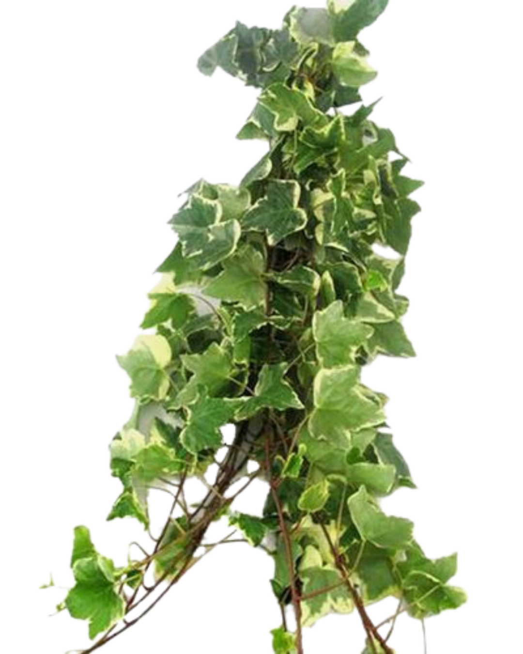 Ivy Variegated, bunch