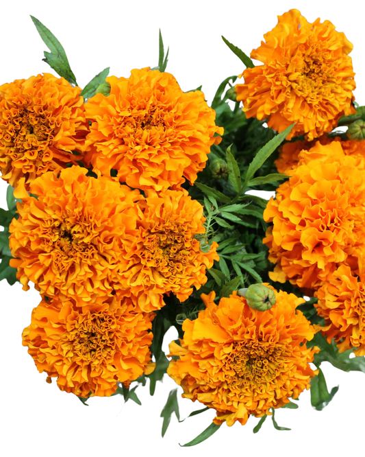 Marigold Orange, 10 stems