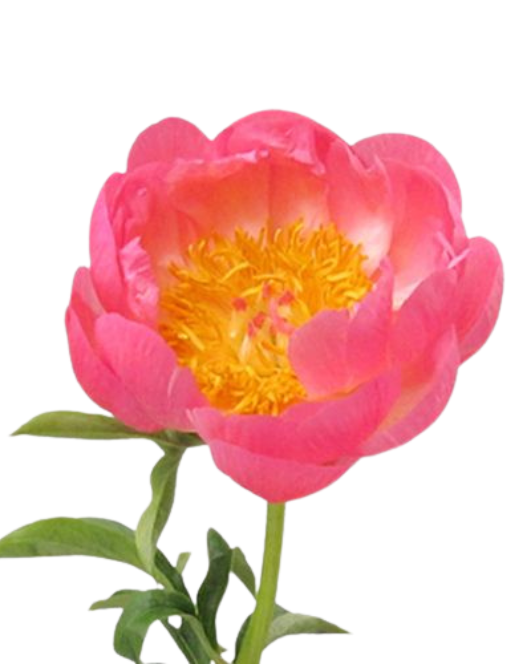 Peony Imported, 5 stems Nov & Dec Only