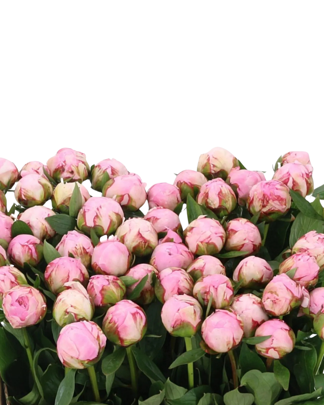 Peony Local, Light Pink, 5 stems