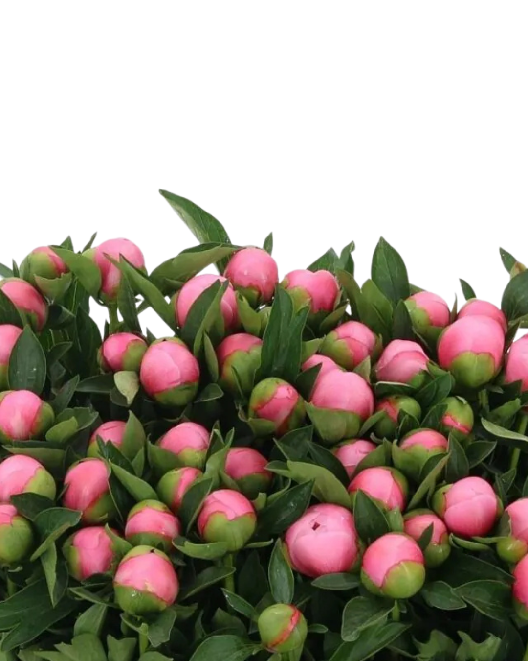 Peony Local Salmon, 5 stems