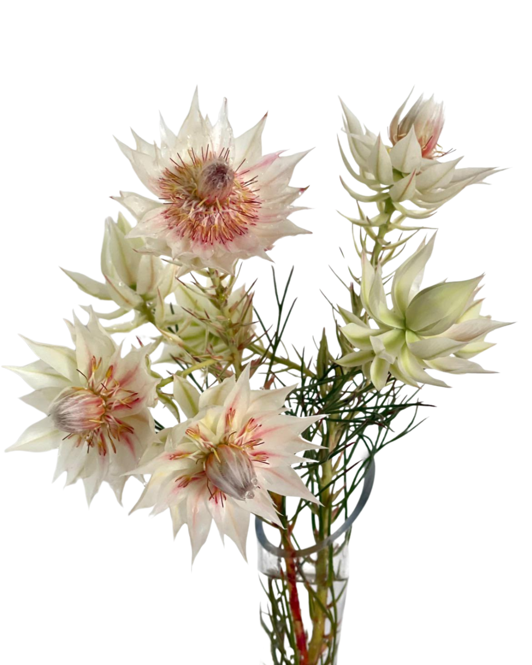 Blushing Bride Protea, 10 stems
