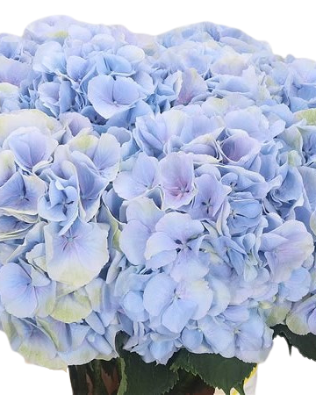 Hydrangea Locally Grown Sky Blue, 5 stems