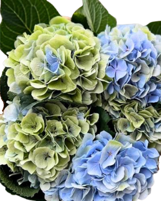 Hydrangea Locally Grown Antique Green/Blue, 5 stems