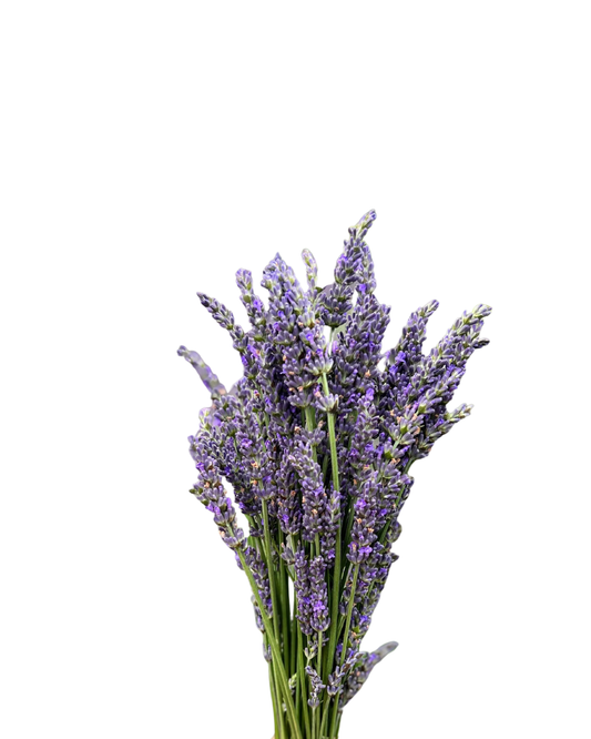 Lavender Fresh, bunch