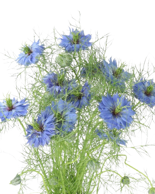 Nigella Blue, Bunch