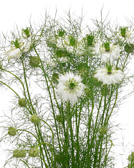 Nigella White, bunch