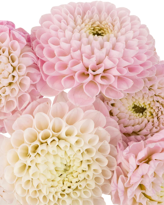 Dahlia Light Pink Ball, 5 stems