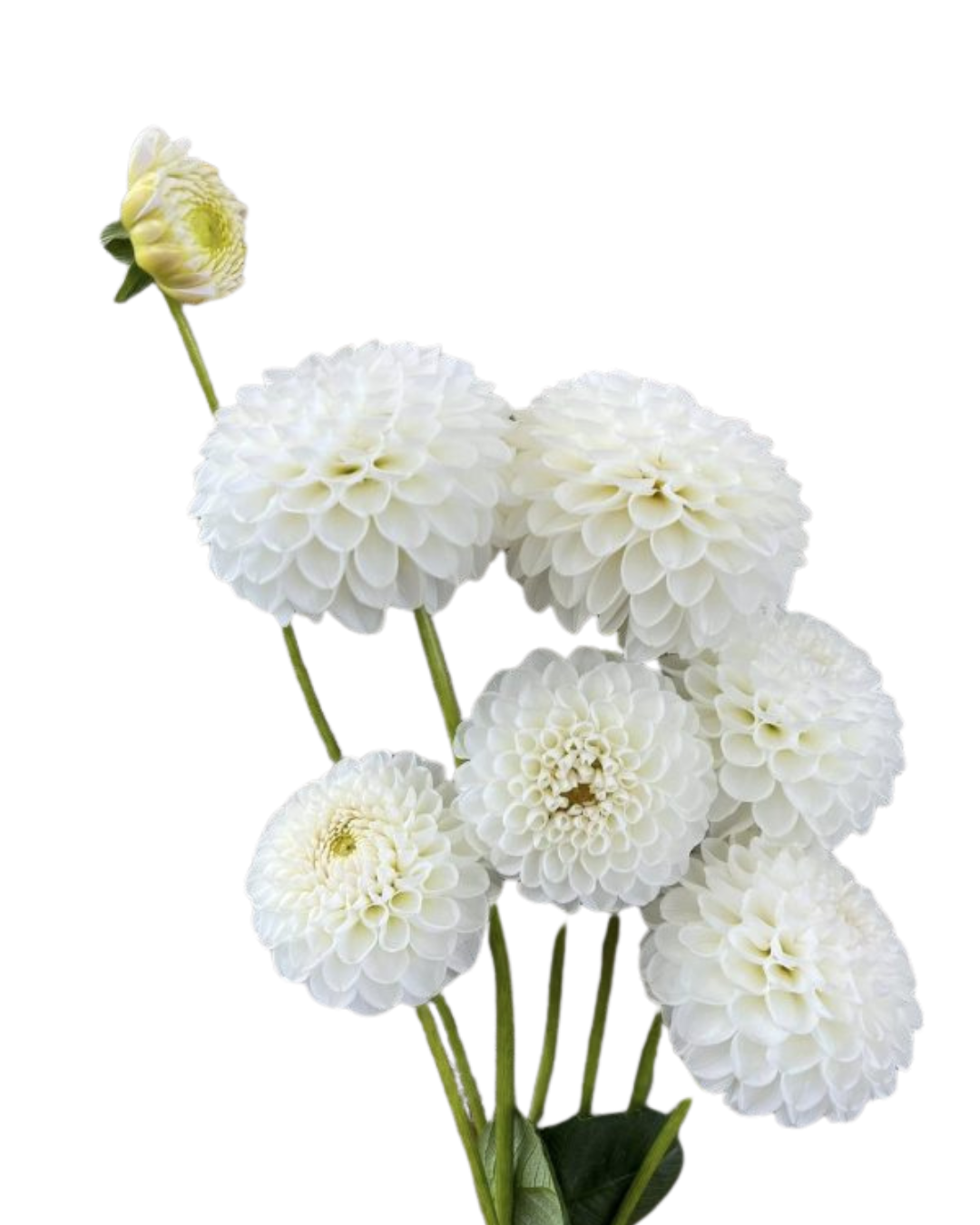 Dahlia White Ball, 5 stems