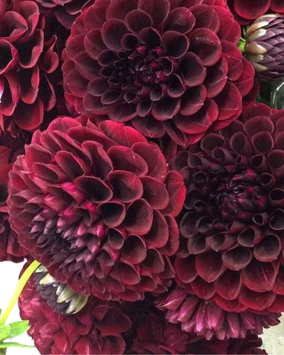 Dahlia Burgundy Ball, 5 stems