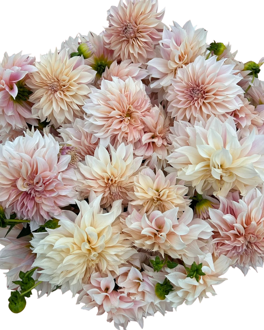 Cafe Au Lait Dahlia, 5 stems