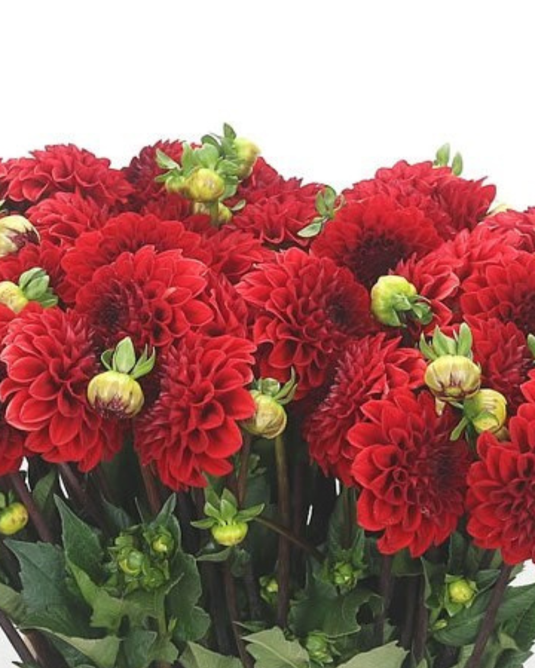 Dahlia Red Ball, 5 stems