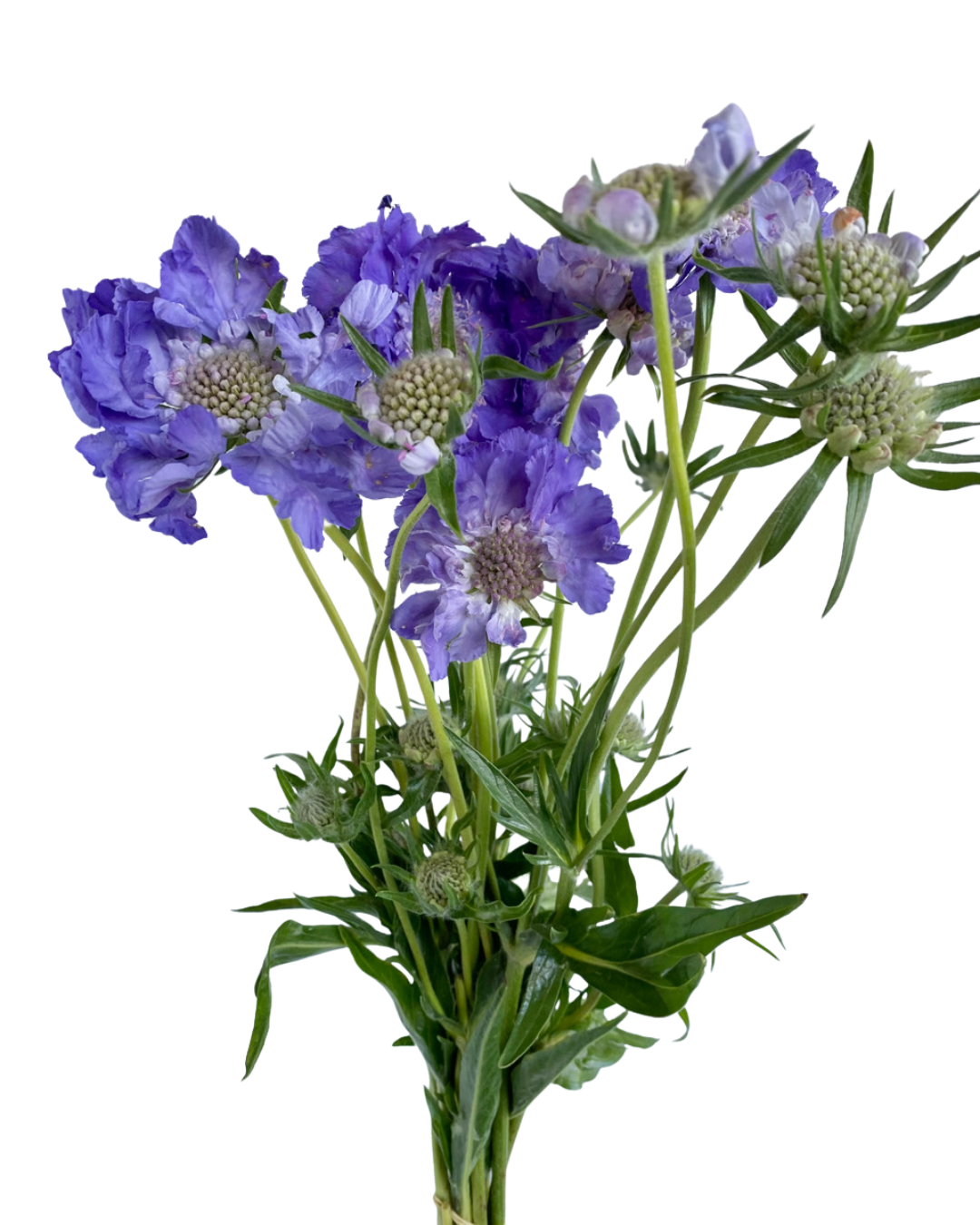 Scabiosa Blue, 10 stems