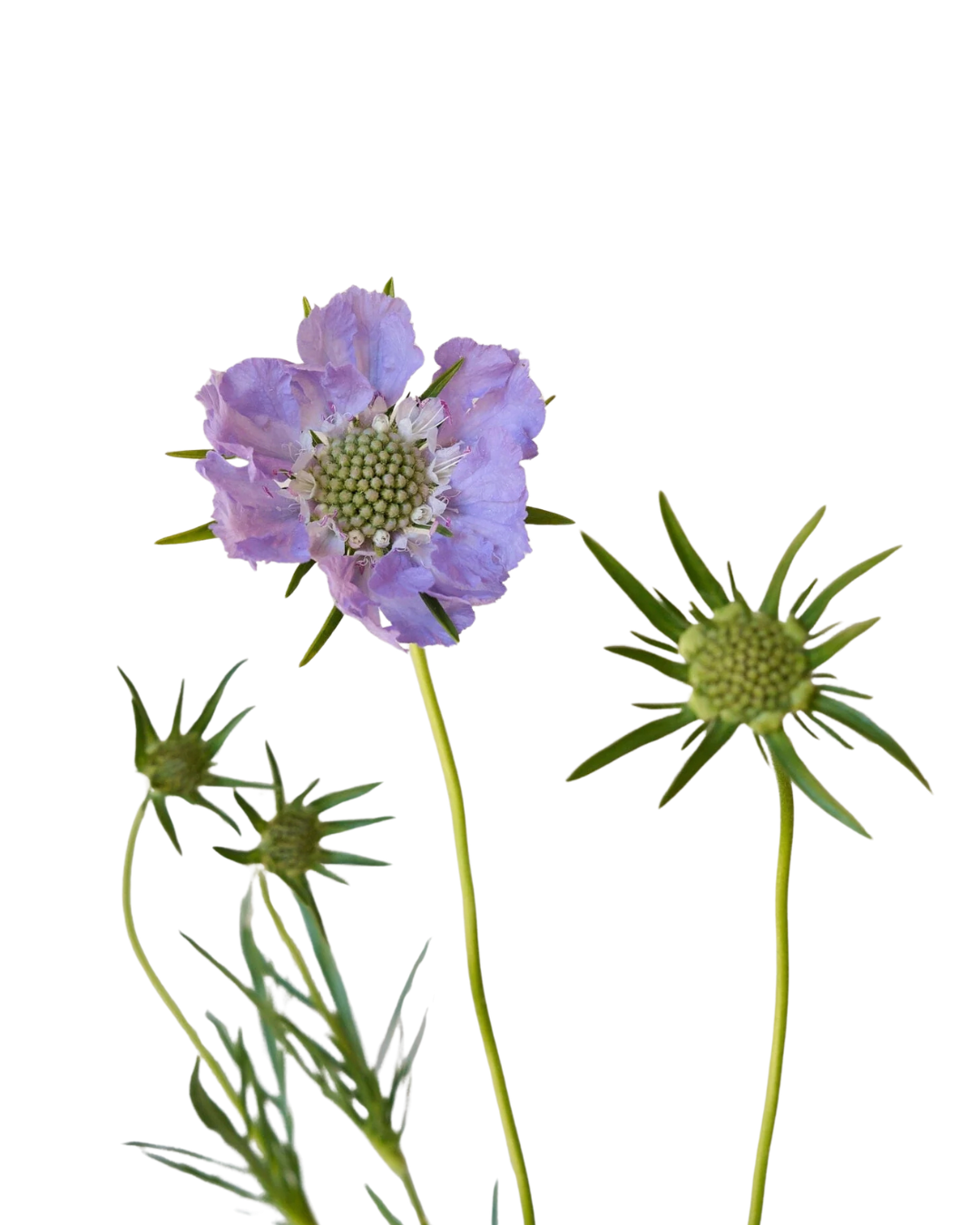Scabiosa Blue, 10 stems