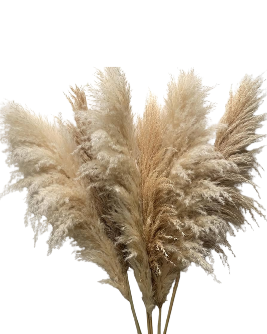 Pampas Grass Fresh, 5 stems