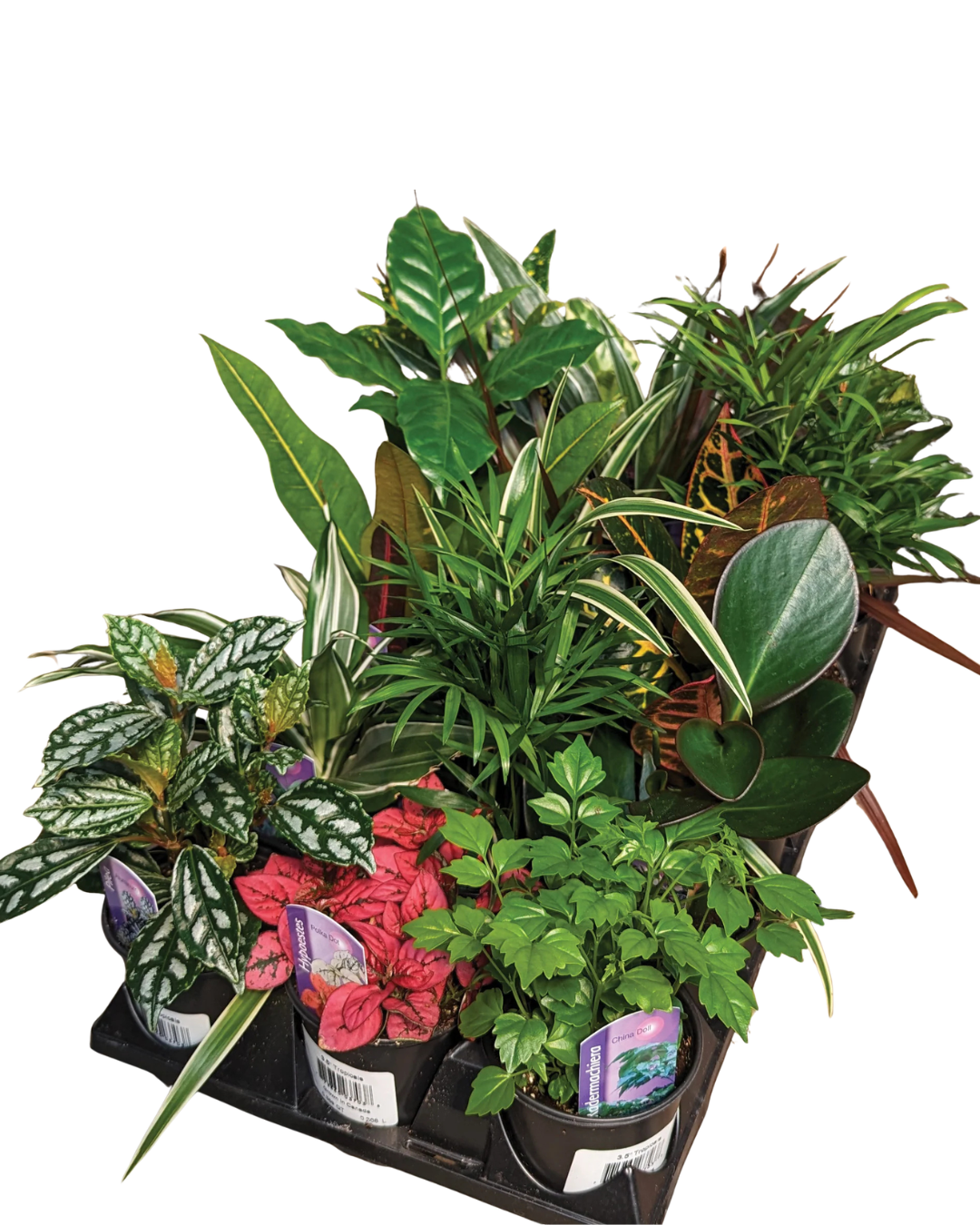 Tropical Plant Flat of 15 Pots, 4 Inch Pot Assorted Mix