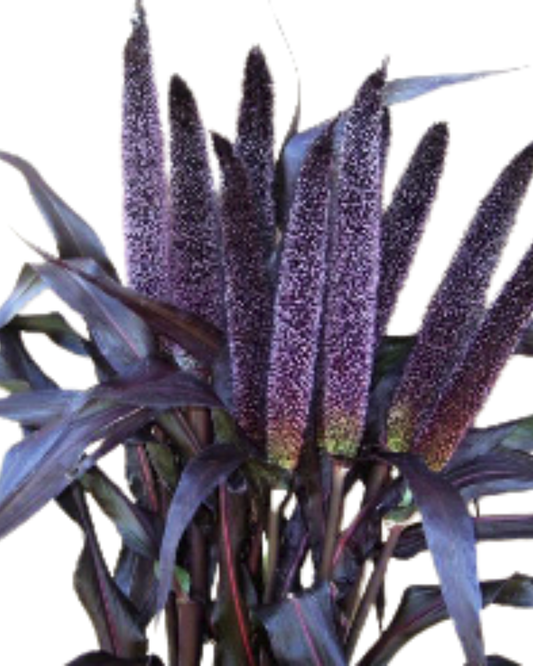 Millet Majestic Purple, bunch