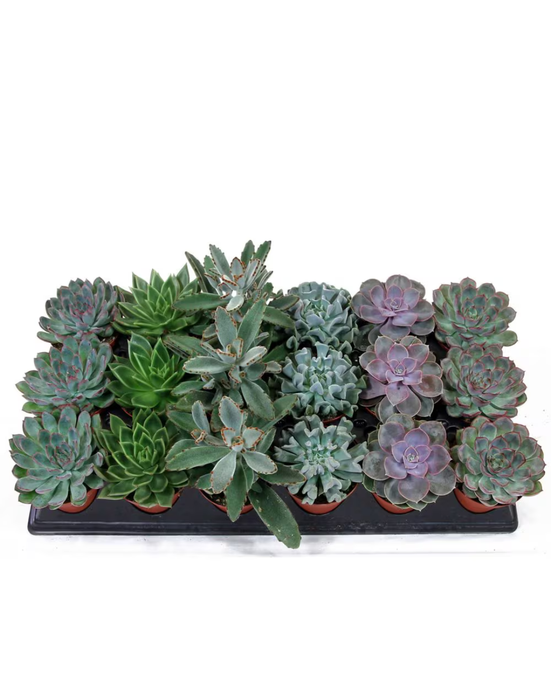 Succulents Assorted Mix, 4 inch Pot - Flat of 15 pots
