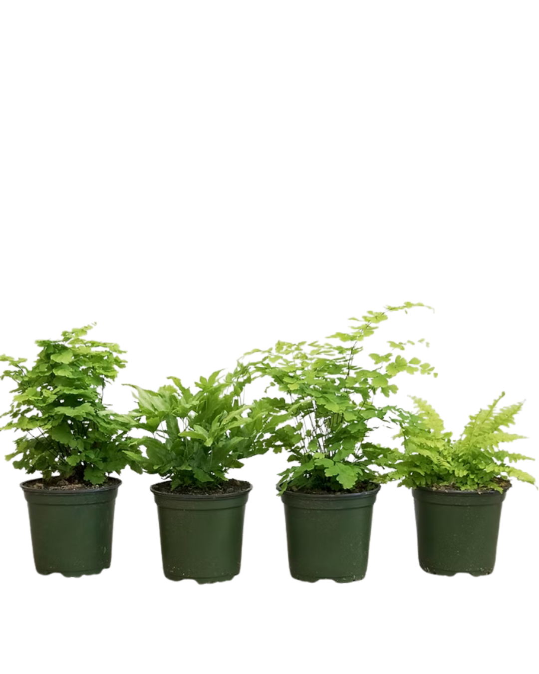 Ferns Assorted Mix, 4 inch Pot - Flat of 15 Pots