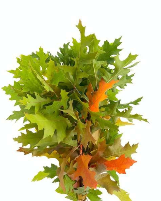 Oak Leaves, 10 stems