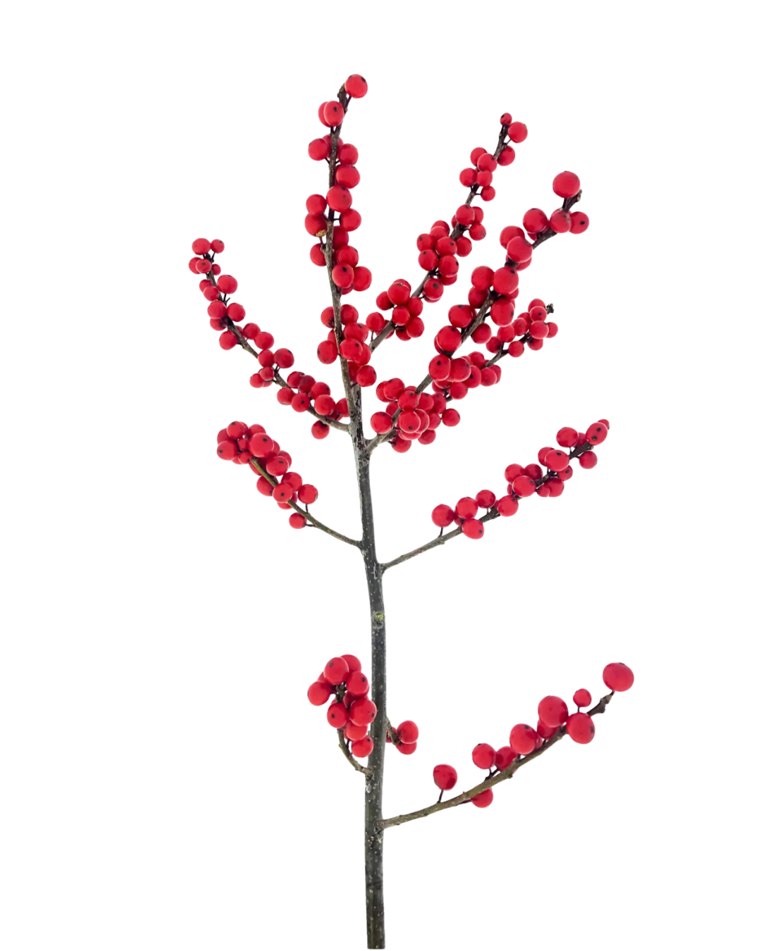 Ilex Red, 10 stems