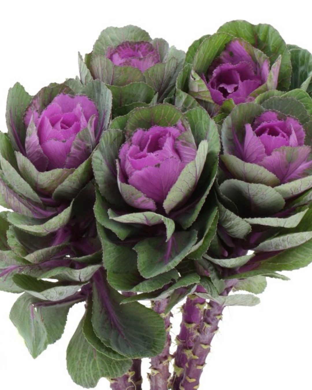 Kale Purple, 5 stems