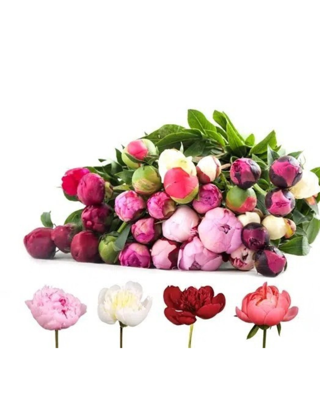 Peony Imported, 5 stems Nov & Dec Only