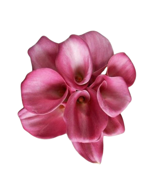 Calla Lily Mini Pink, 10 stems