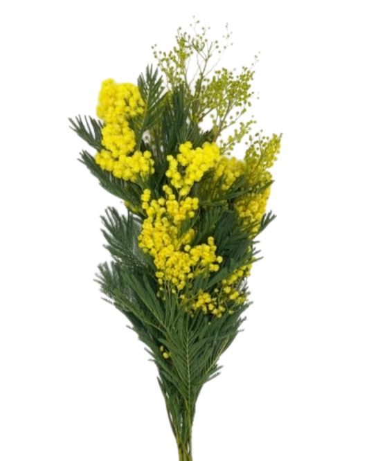 Acacia Mimosa Bunch