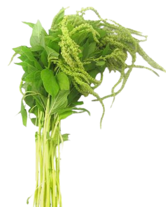 Amaranthus Hanging Green, bunch
