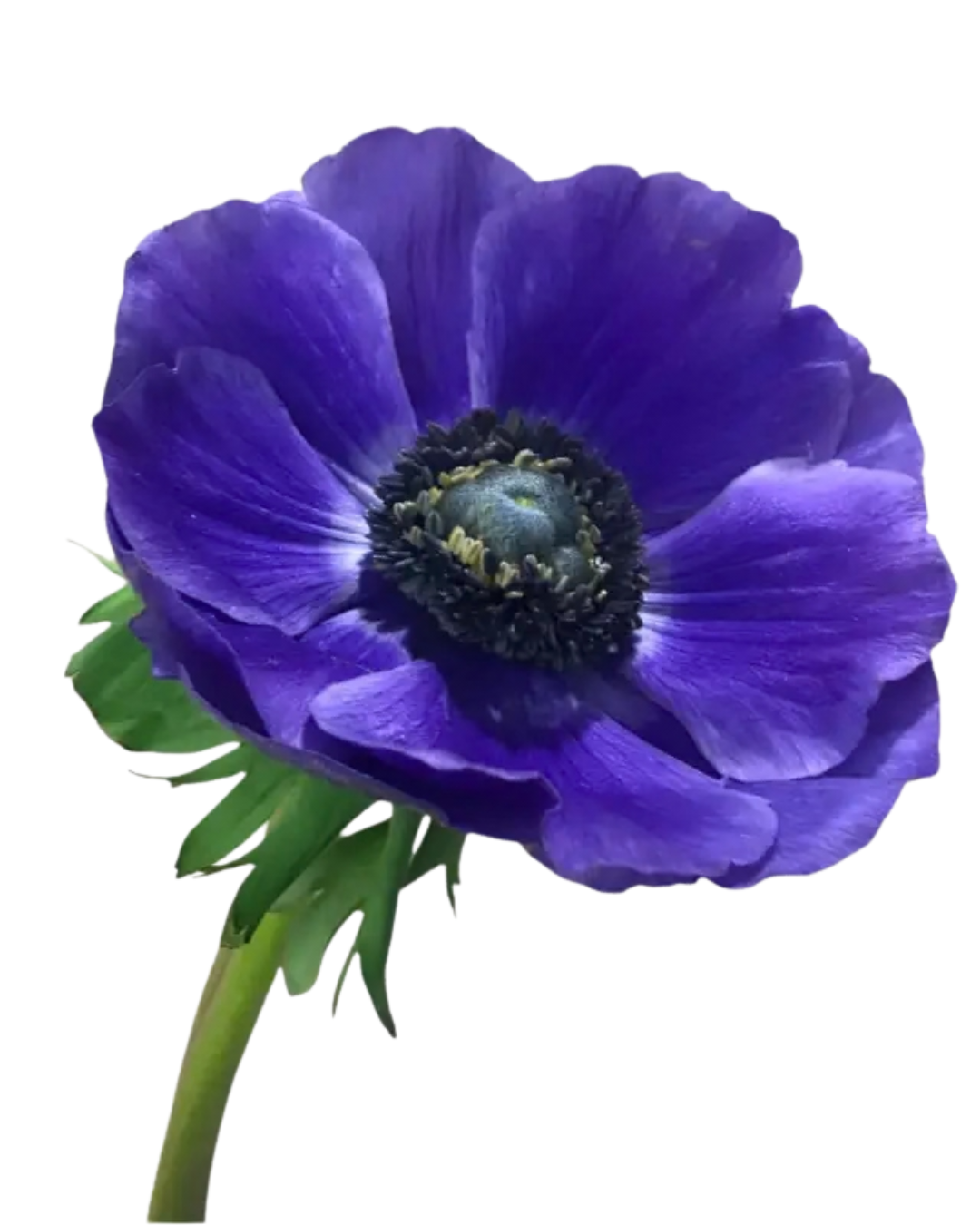 Anemone Blue, 10 stems