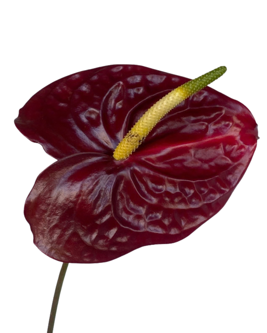 Anthurium Burgundy Medium, 5 stems