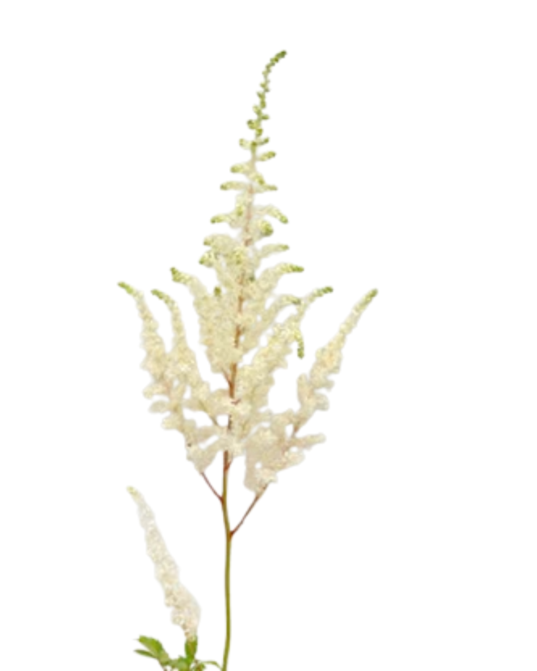 Astilbe White, 10 stems