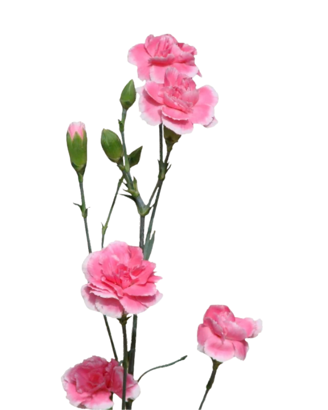Mini Carnations, 10 stems - Choose Your Color