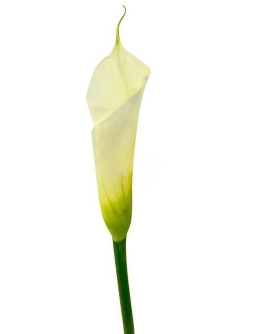 Calla Lily White Extra Large Select, 5 stems