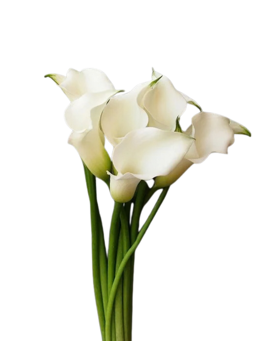 Calla Lily Mini White, 10 stems