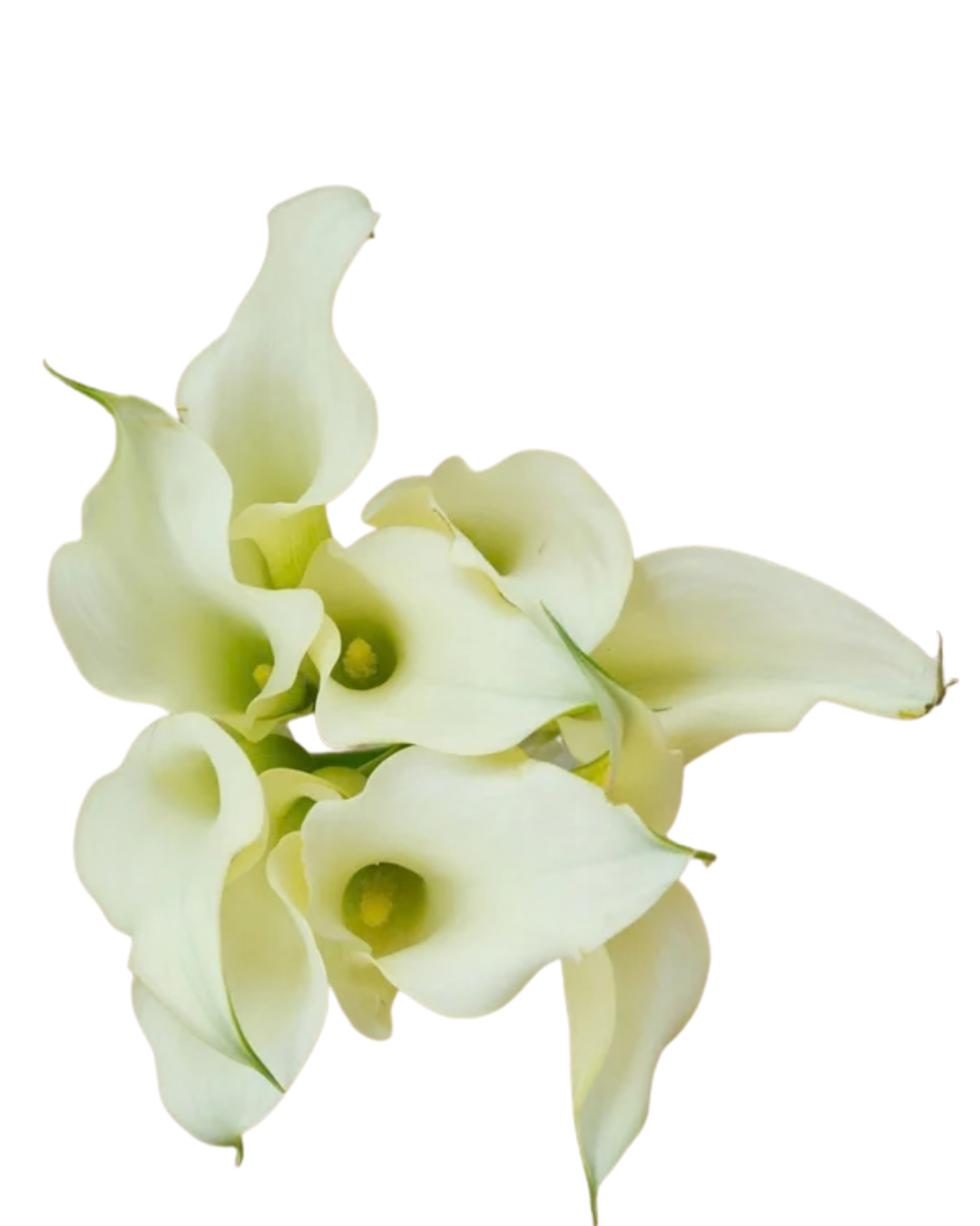 Calla Lily Mini White, 10 stems
