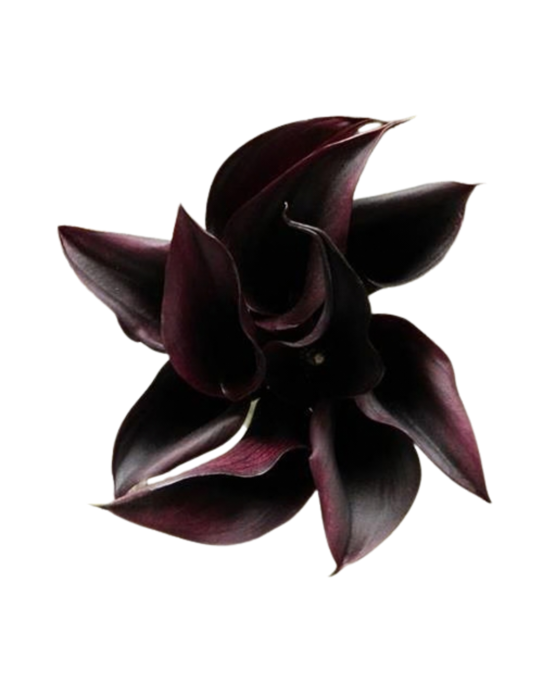 Calla Lily Mini Black, 10 stems