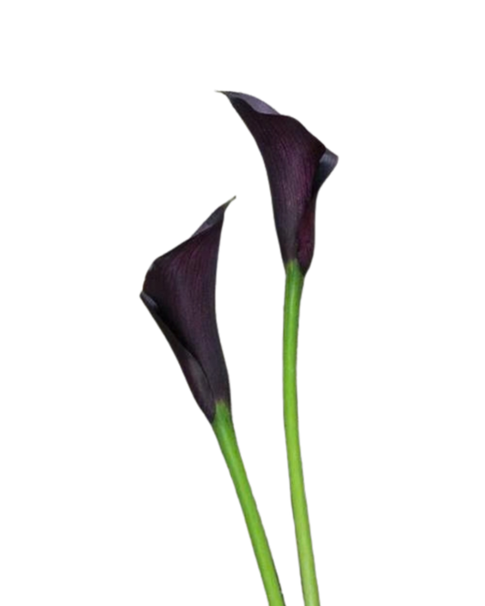 Calla Lily Mini Black, 10 stems