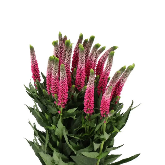 Veronica Hot Pink, 10 stems