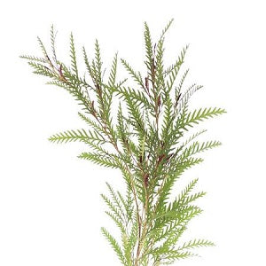 Grevillia Foliage, 10 stems