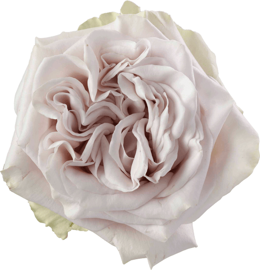 Westminster Abbey Garden Roses 40cm, 25 stems, Grey - Specialty