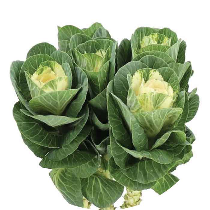 Kale White, 5 stems