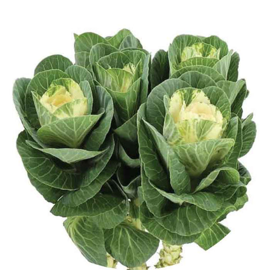 Kale White, 5 stems