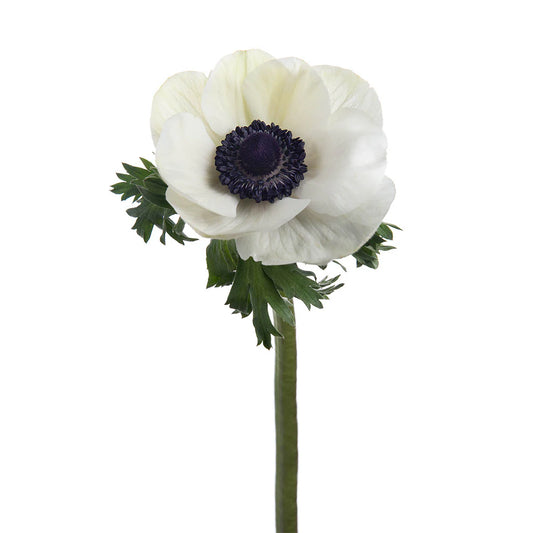 Anemone Panda White, 10 stems