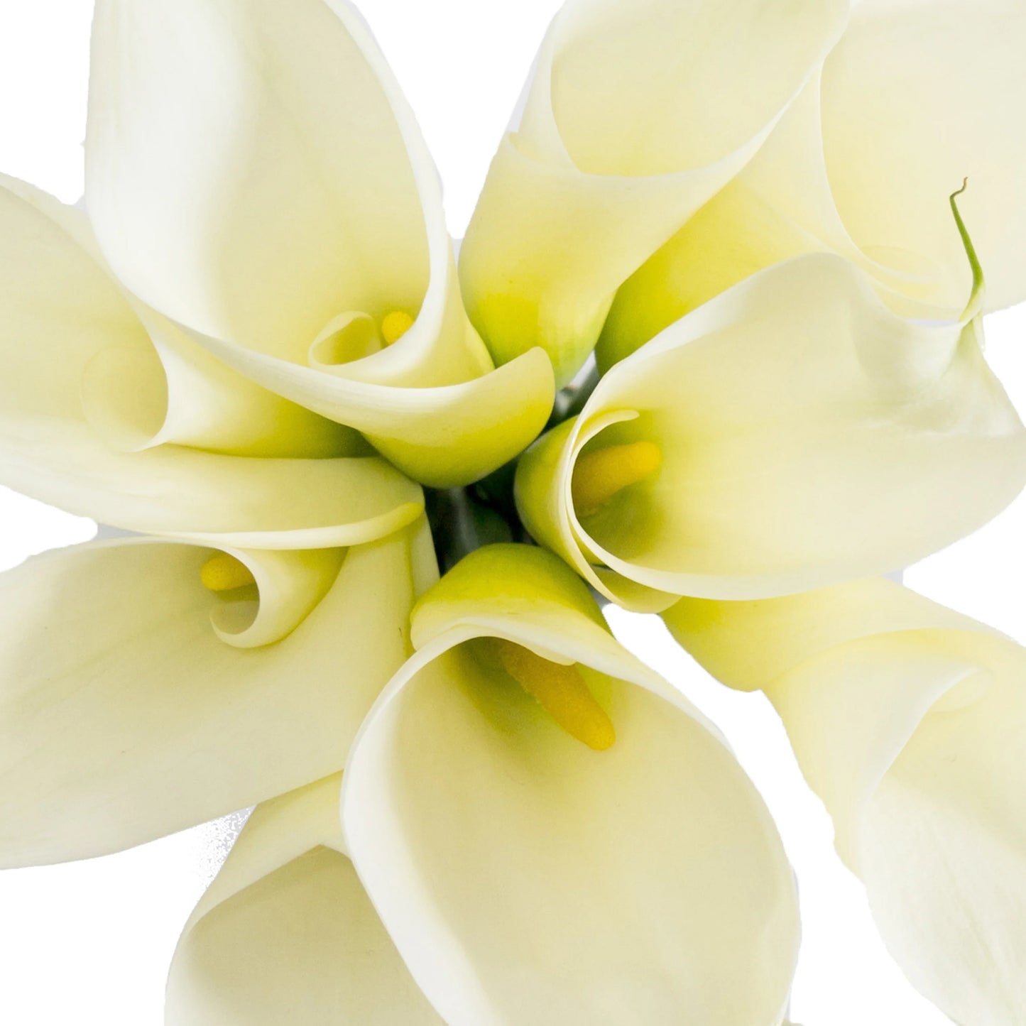 Calla Lily White Extra Large Select, 5 stems