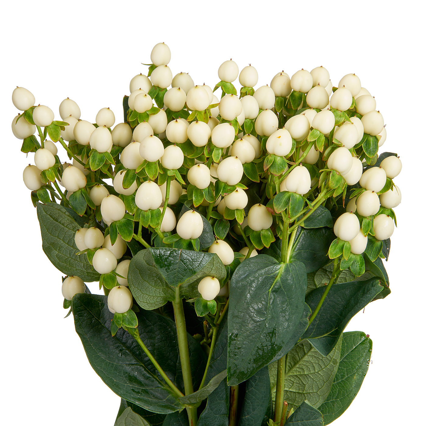 Hypericum Berries, 10 stems - Choose Your Color